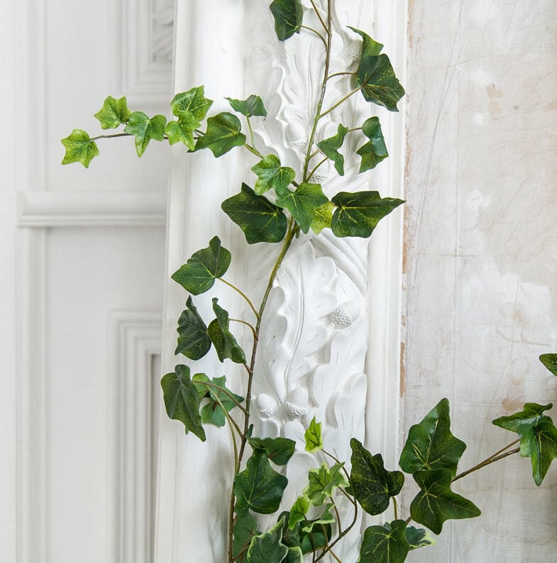 plante grimpante interieur mur blanc moulure