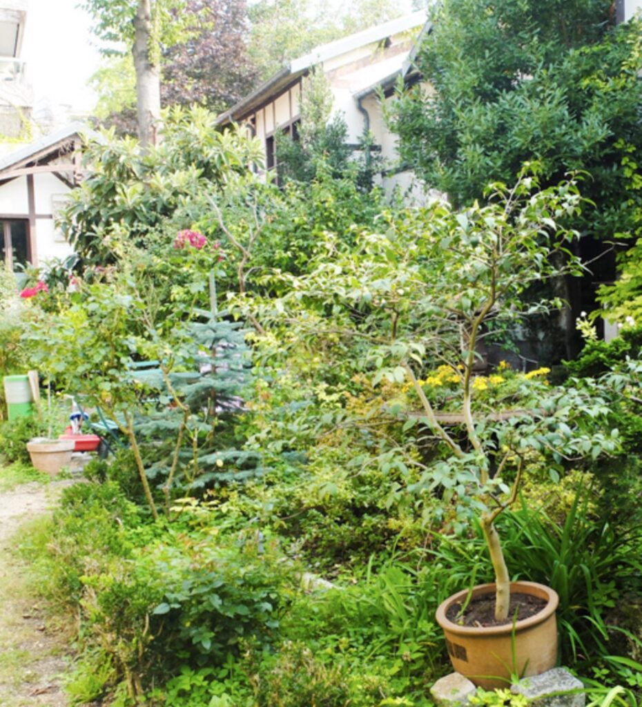 jardin fleuri plante verte buisson fleurs