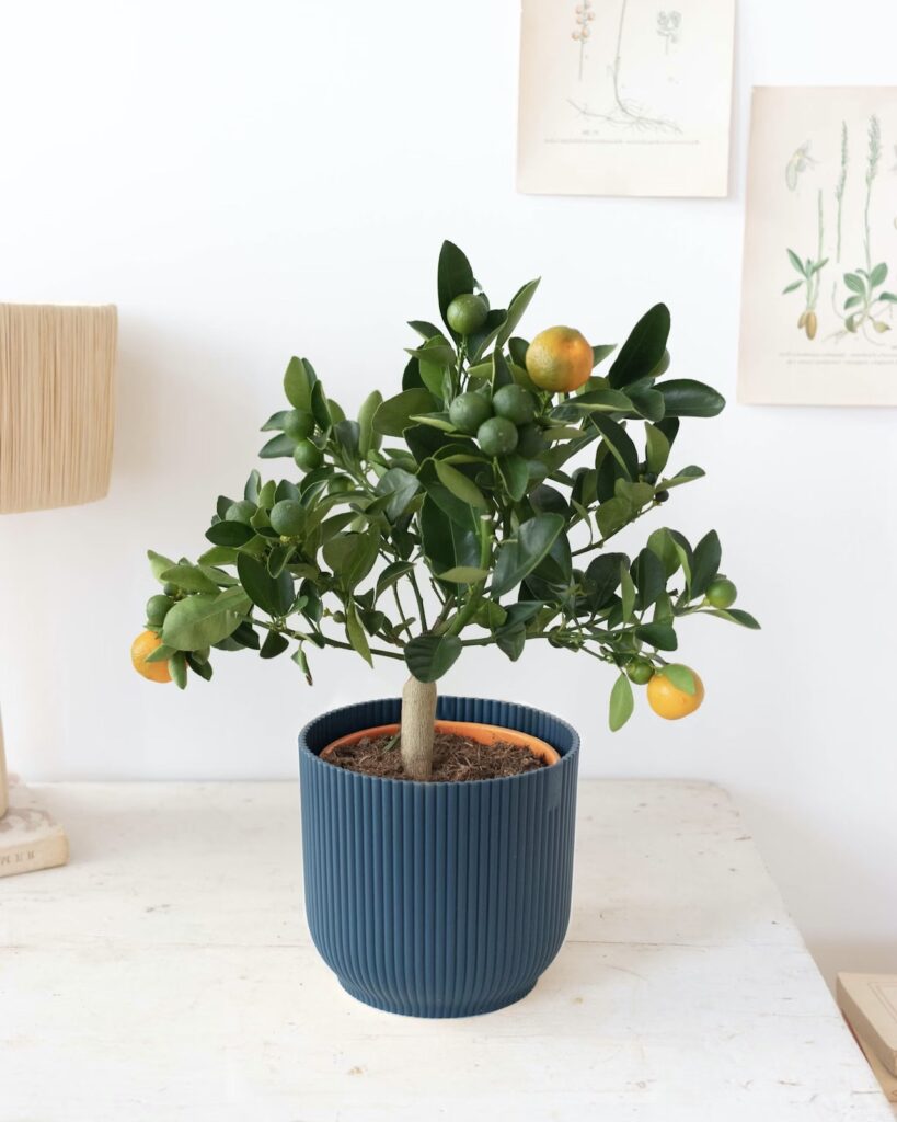 avis plante Bergamotte mini mandarinier citronnier
