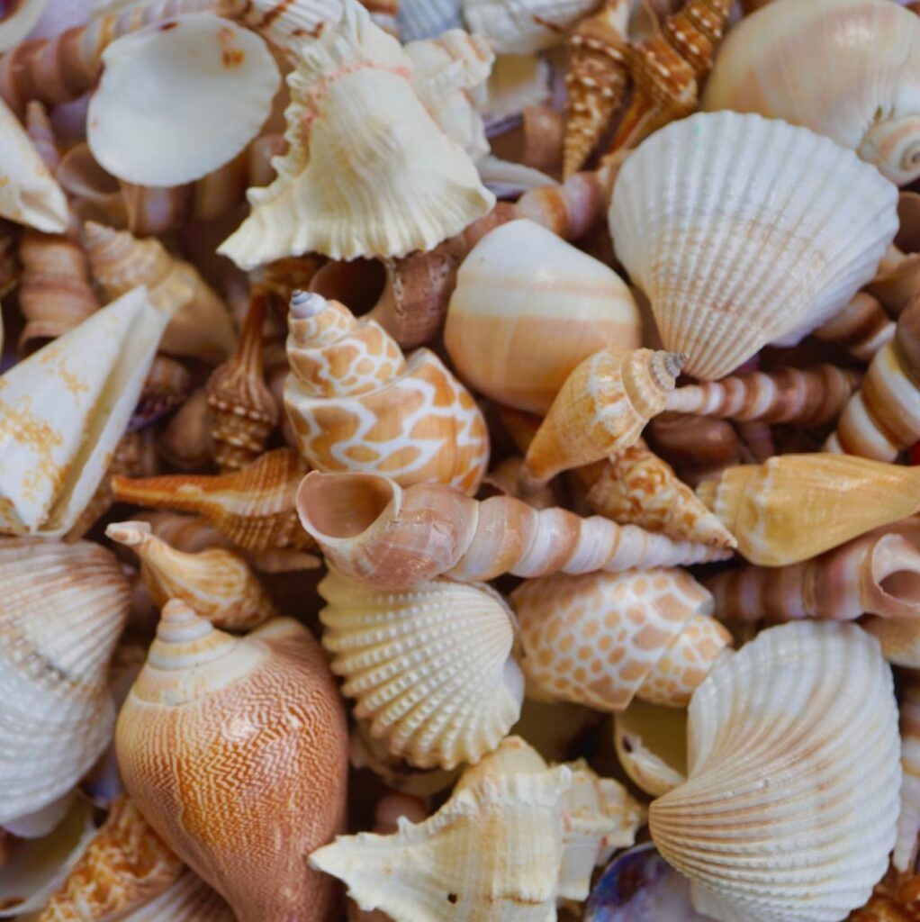 deco maison coquillage nature ocean bord de mer