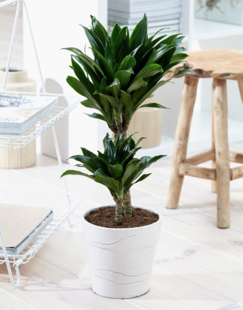 plante exterieure deco nature epure simple