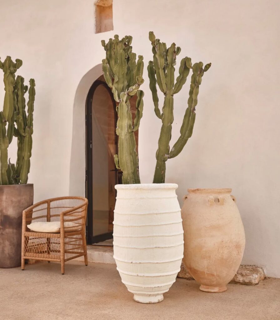 pot terre cuite blanc marron plante exotique deco exterieure