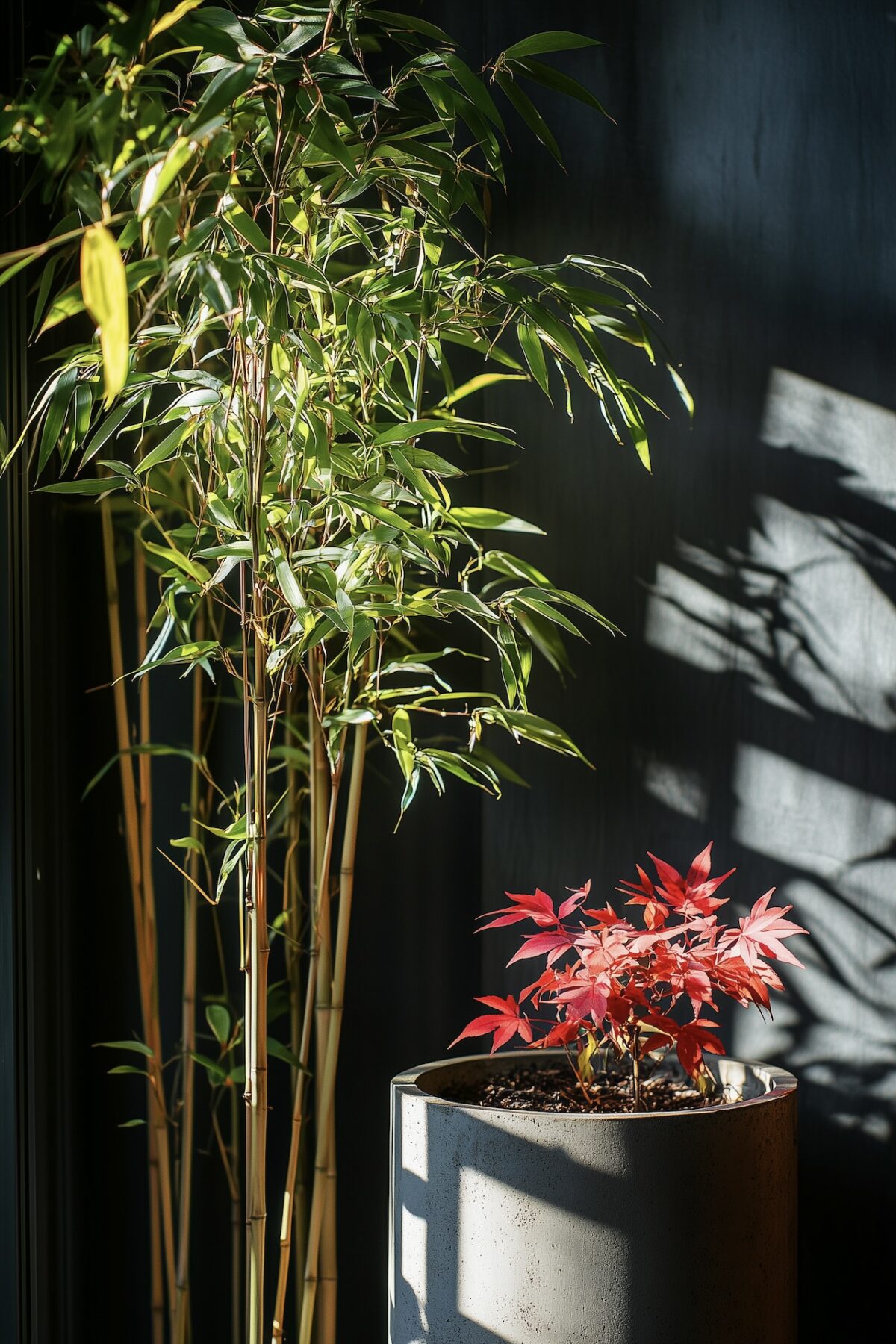 Bambou Fargesia dense avec feuillage vert et petit érable du Japon aux feuilles rouges dans un pot en béton, lumière du soleil créant des ombres sur un mur sombre