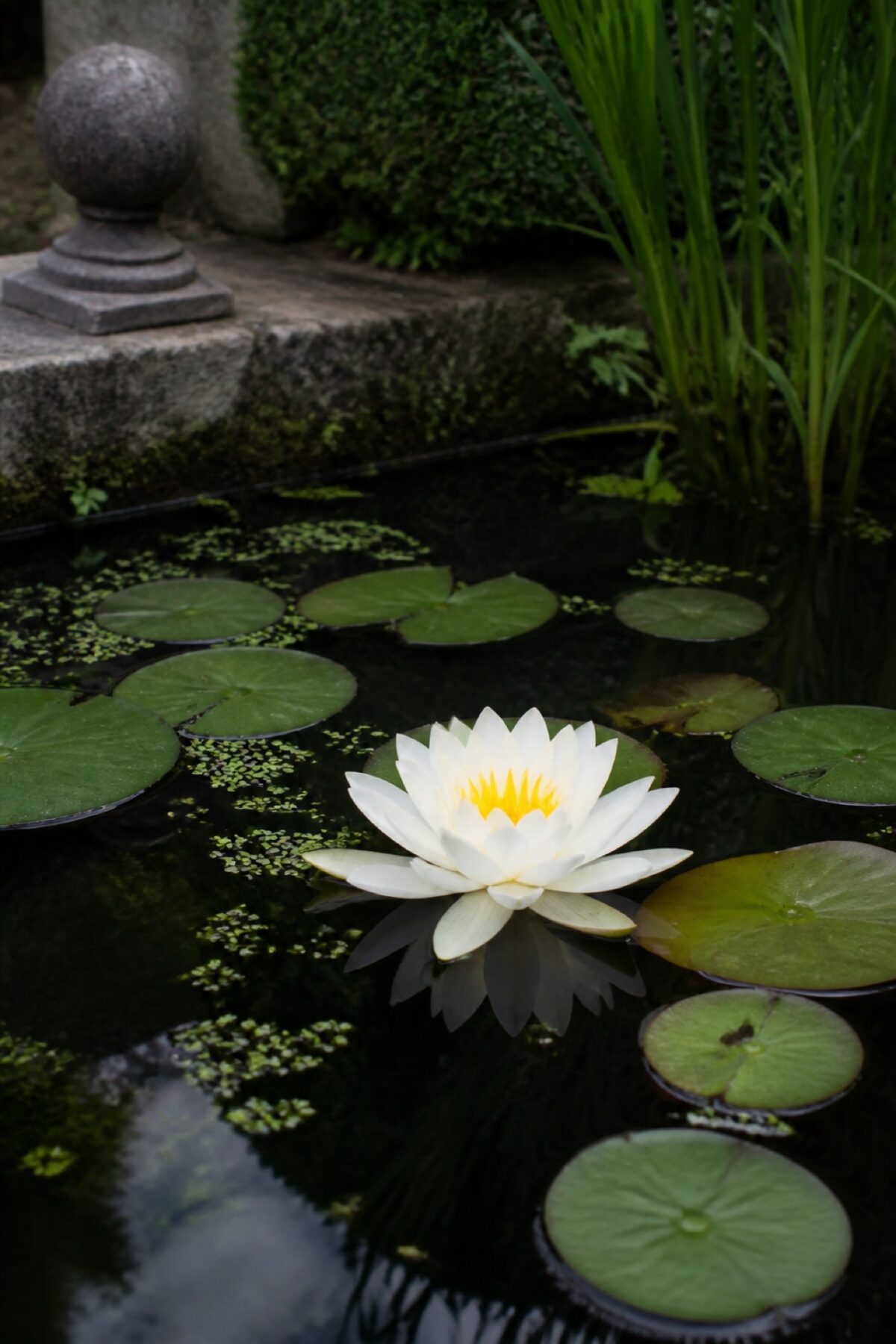 Nénuphar blanc en fleurs au milieu de feuilles flottantes dans un bassin de jardin